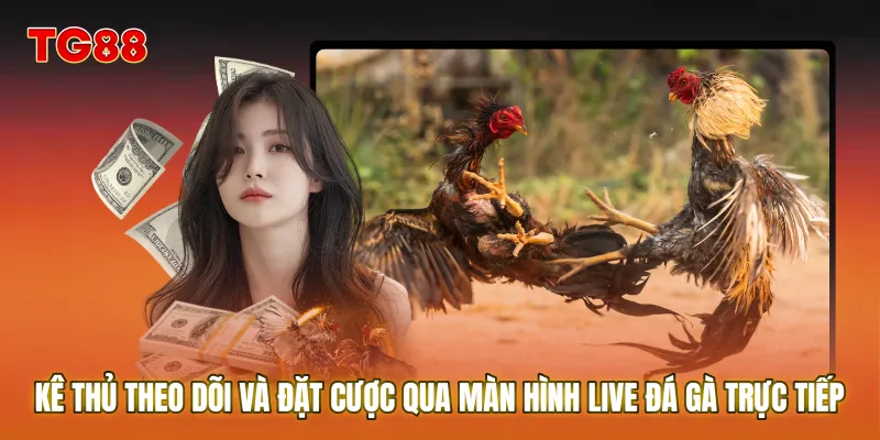 Kê thủ theo dõi và đặt cược qua màn hình Live đá gà trực tiếp